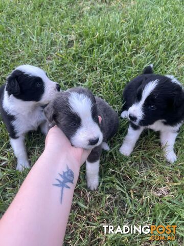 Bordercollie Puppies