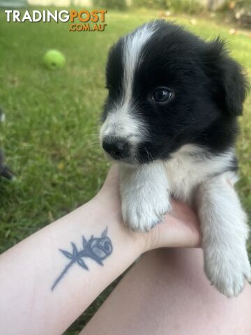 Bordercollie Puppies