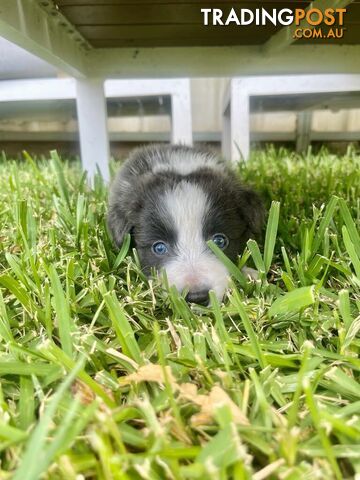 Bordercollie Puppies