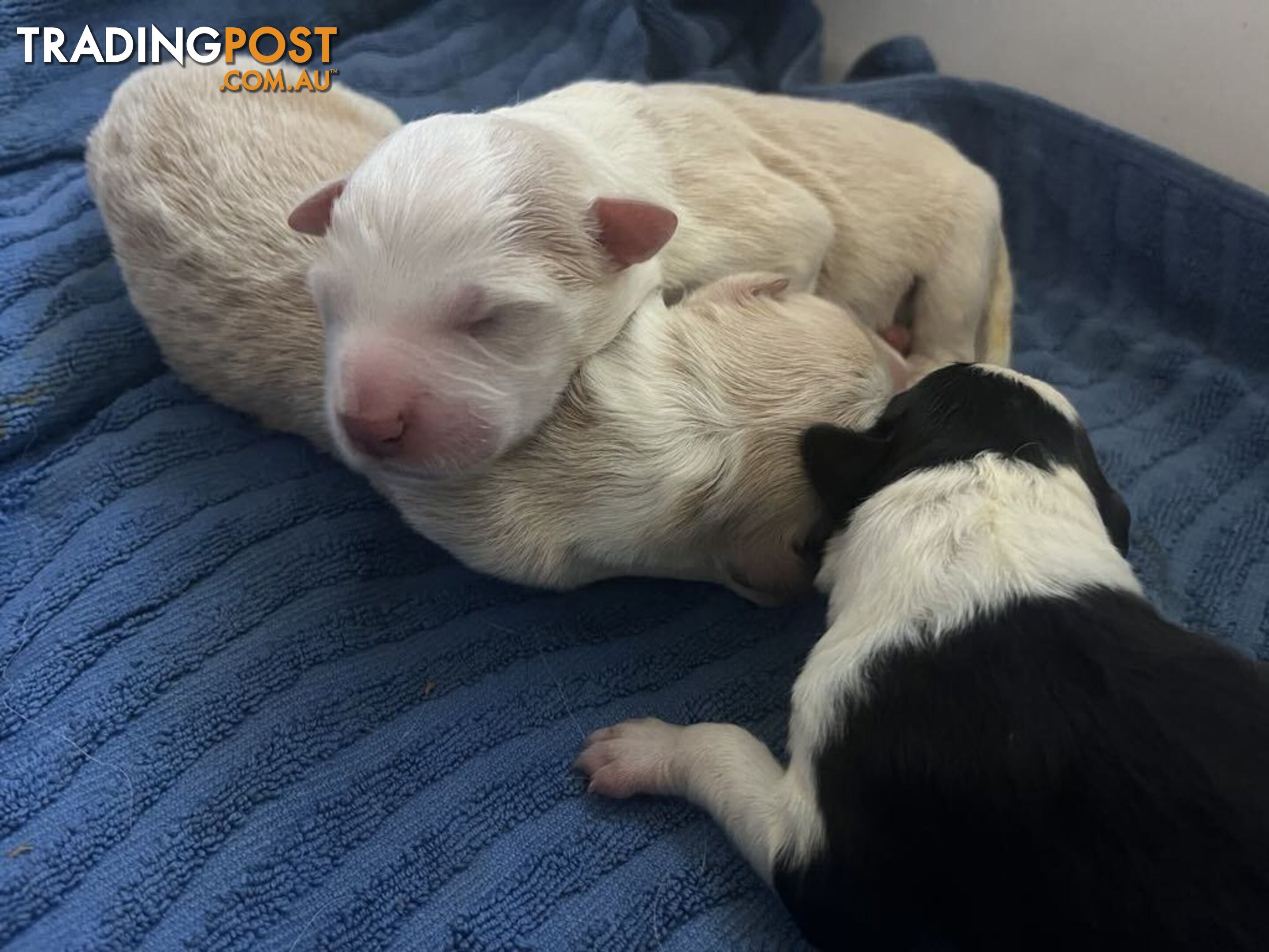 Purebred Bordercollie Puppies