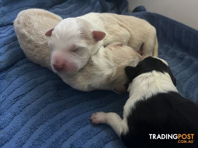 Purebred Bordercollie Puppies