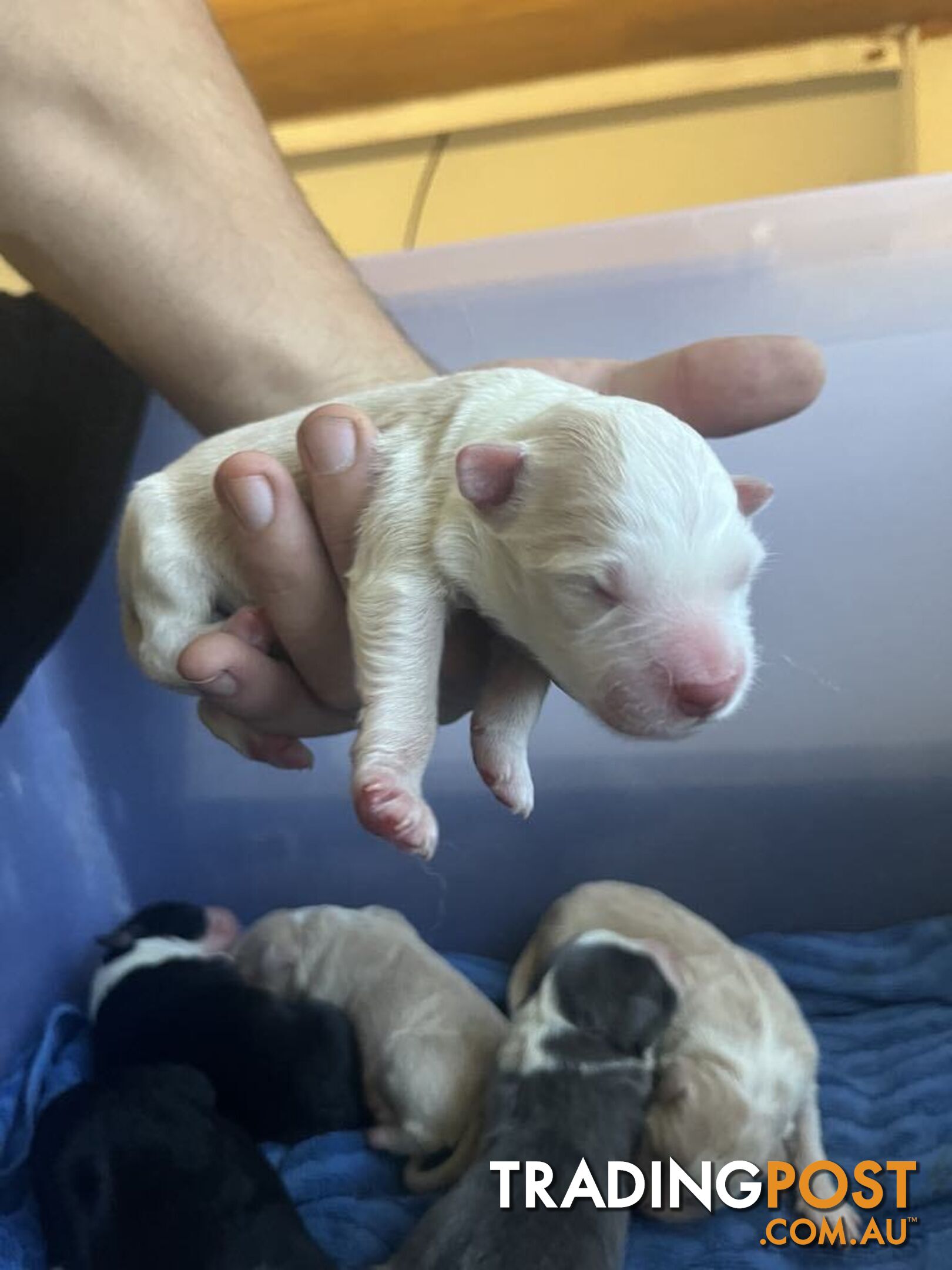 Purebred Bordercollie Puppies