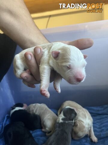 Purebred Bordercollie Puppies