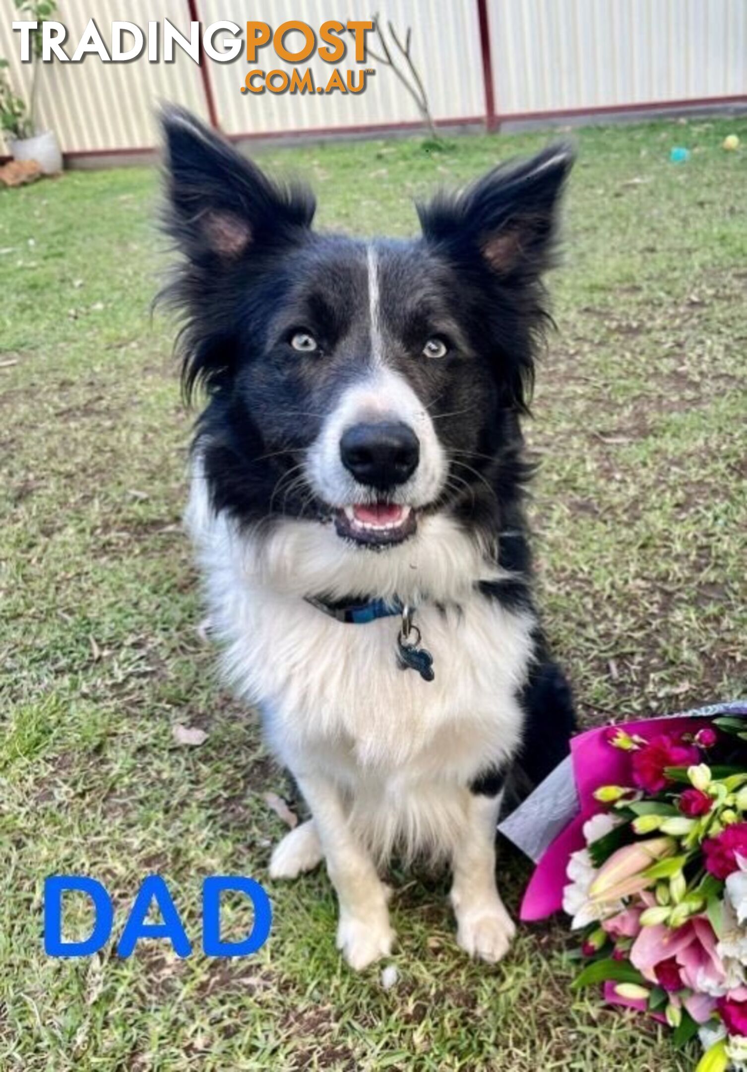 Purebred Bordercollie Puppies