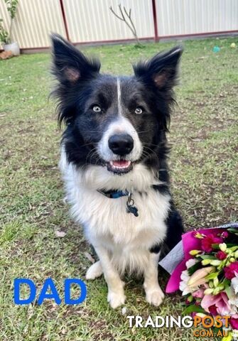 Purebred Bordercollie Puppies