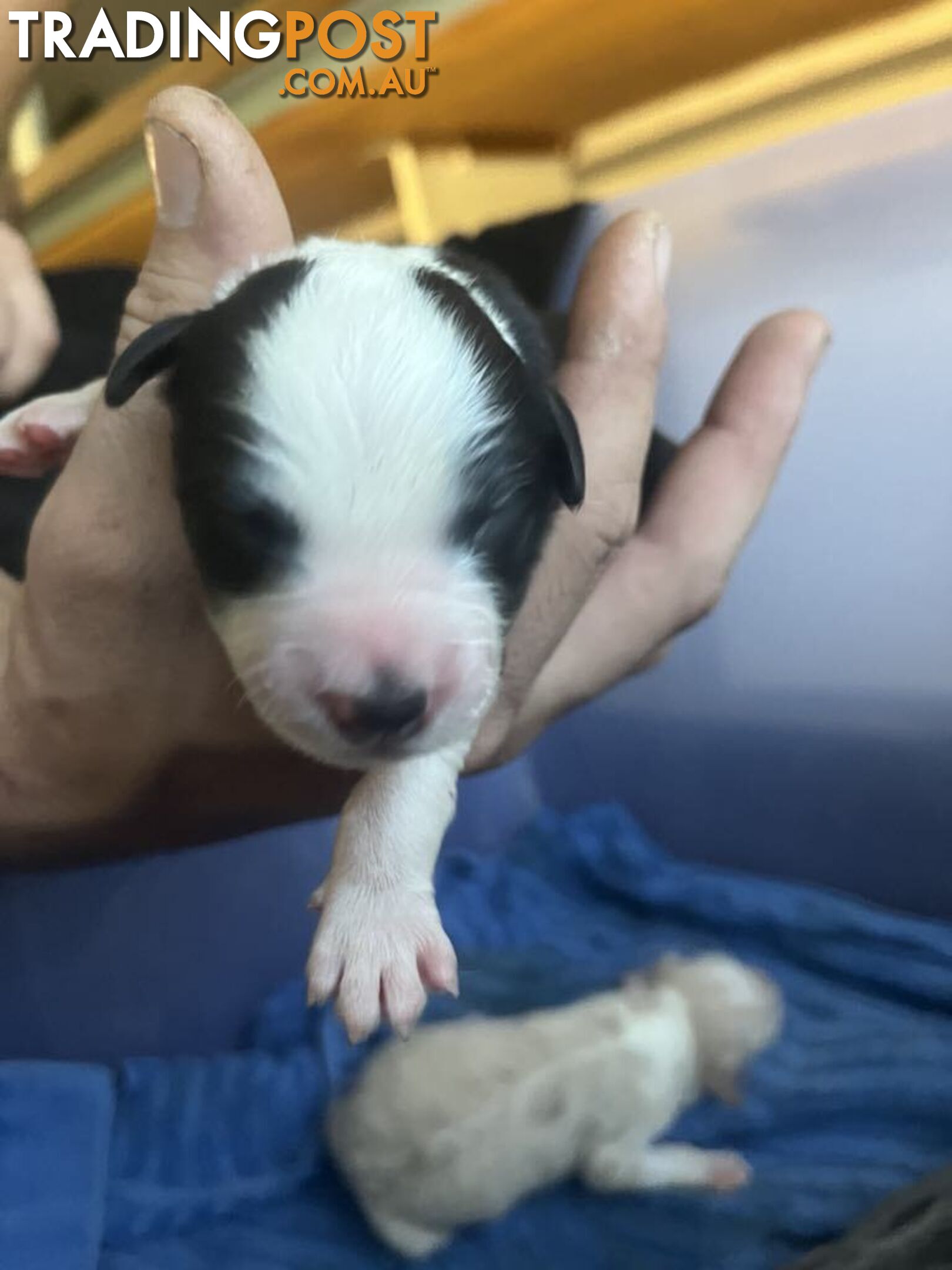 Purebred Bordercollie Puppies