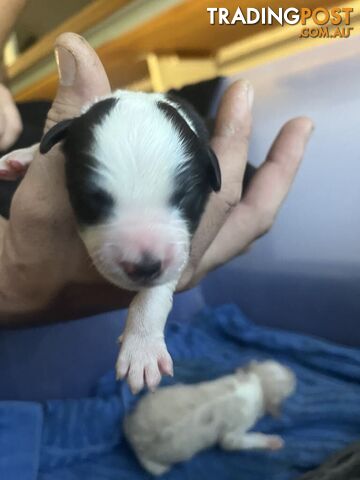 Purebred Bordercollie Puppies