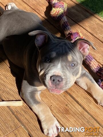 American Bully