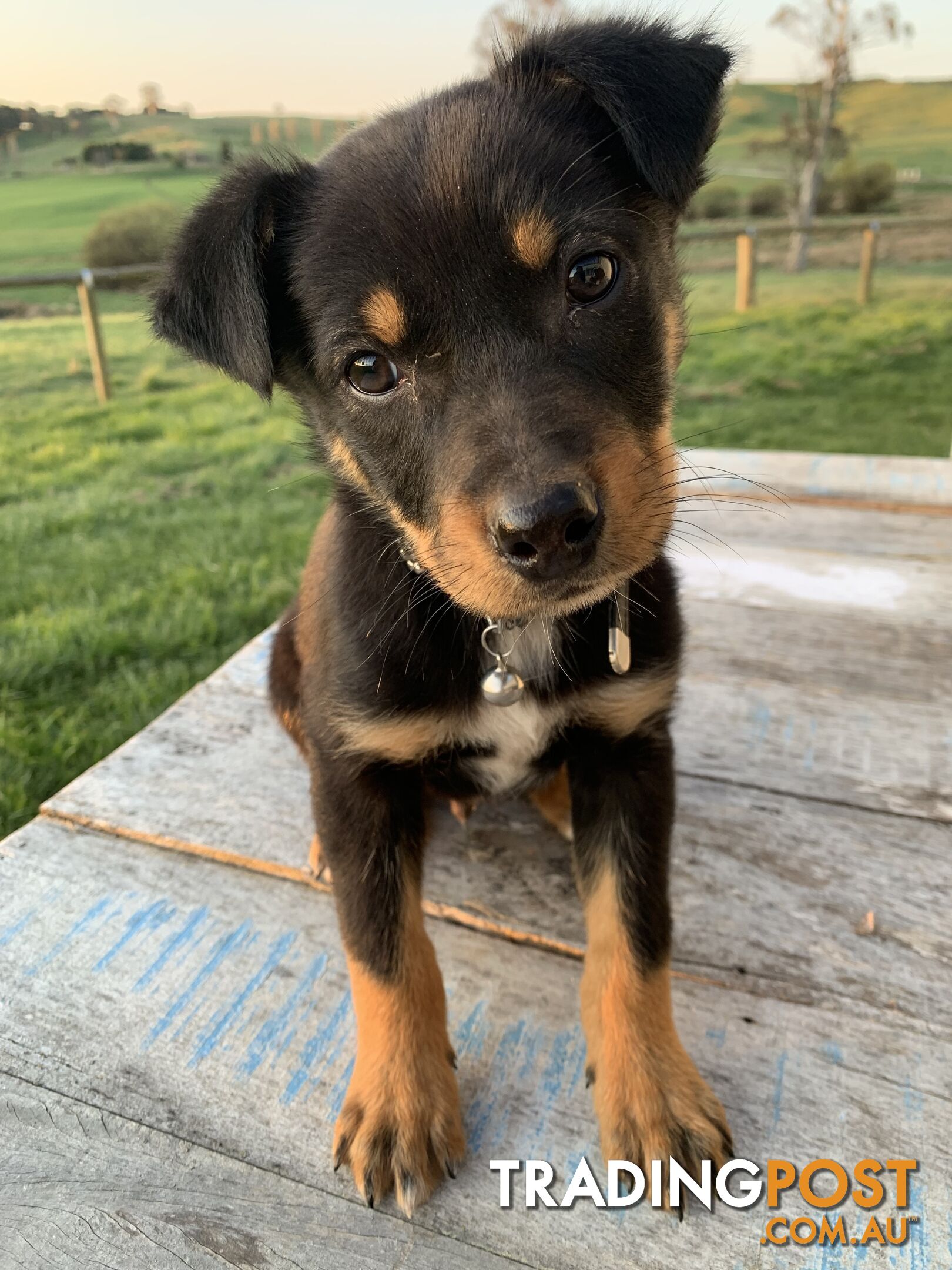 Kelpie pups