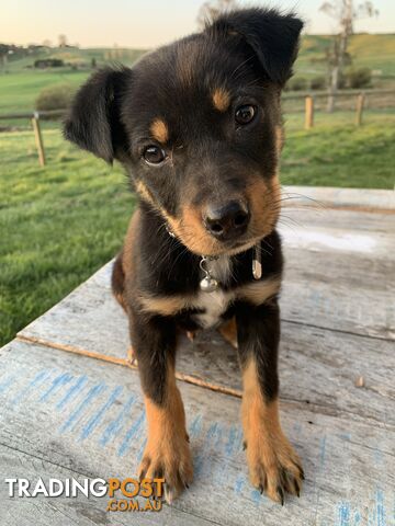 Kelpie pup