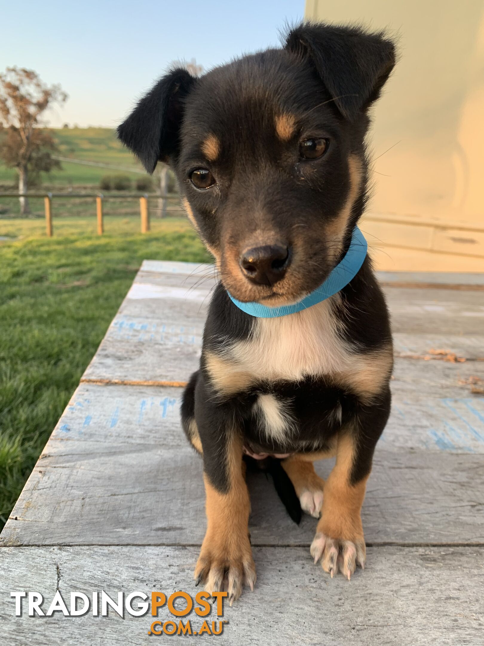 Kelpie pups