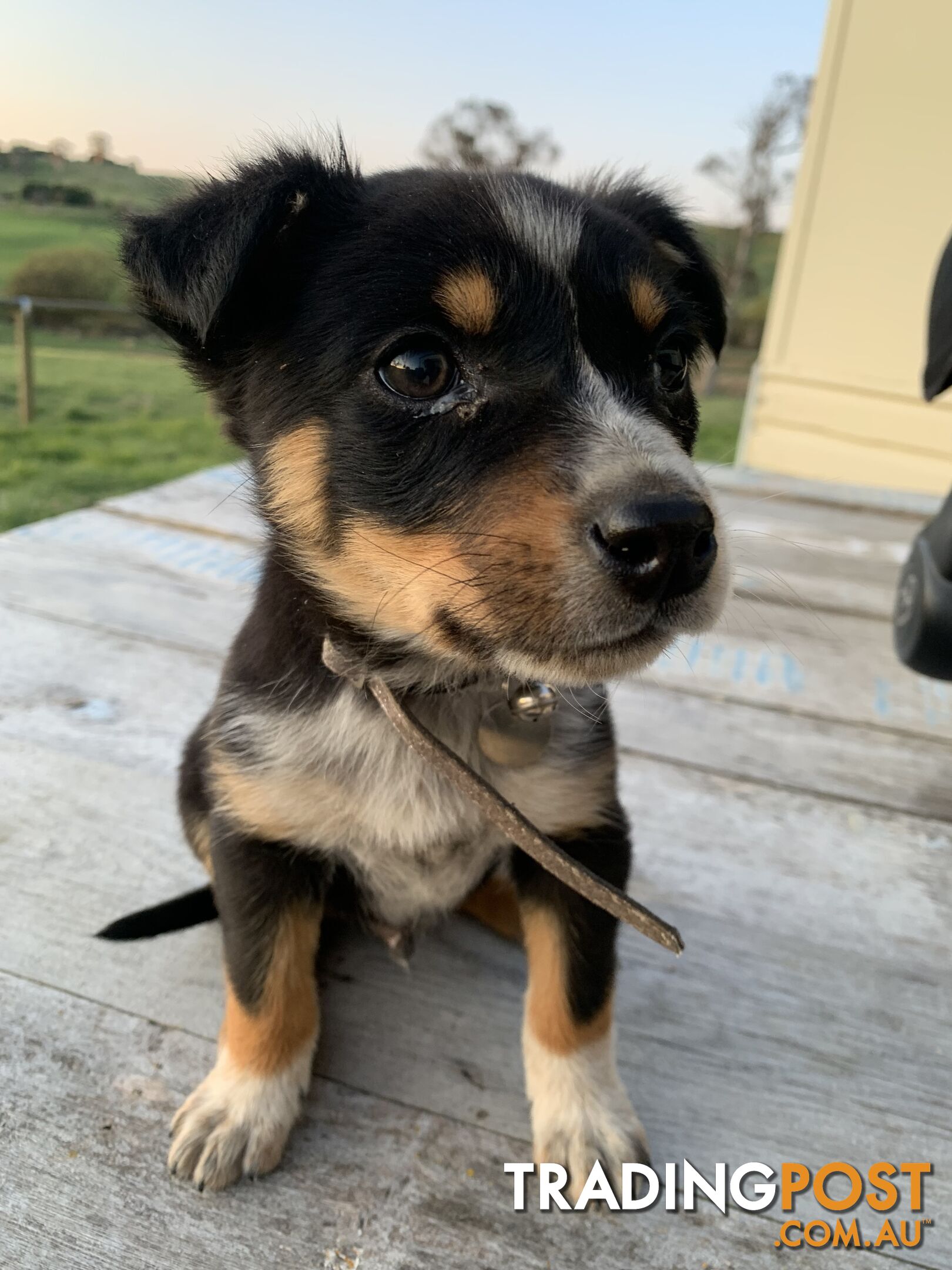 Kelpie pups