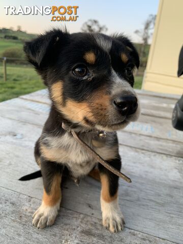 Kelpie pups