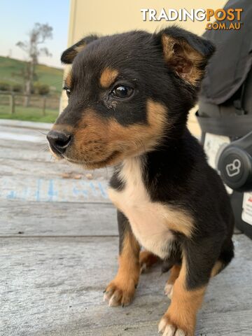 Kelpie pups