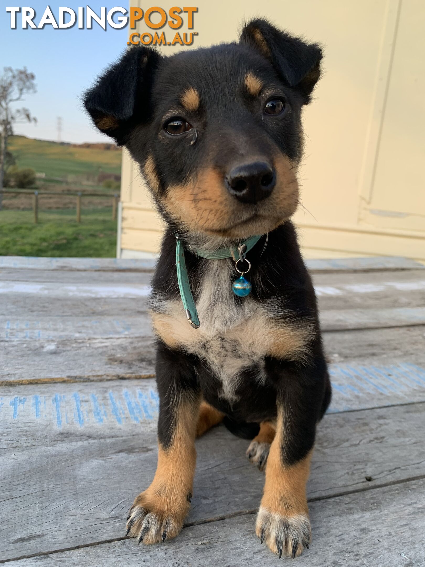 Kelpie pups