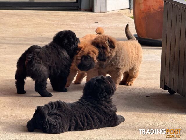 Pure bred bear coat shar-pei puppies - photo 3 of 10