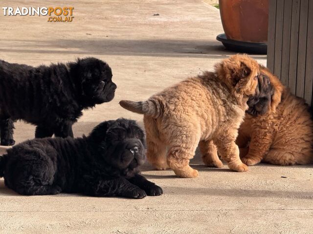 Pure bred bear coat shar-pei puppies - photo 2 of 10