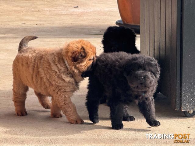 Pure bred bear coat shar-pei puppies - photo 5 of 10