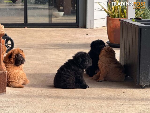 Pure bred bear coat shar-pei puppies - photo 4 of 10