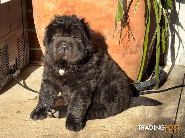 Pure bred bear coat shar-pei puppies