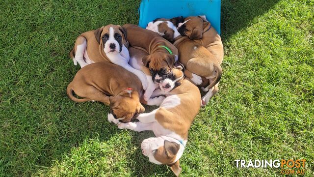 Purebred Boxer Puppies