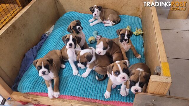 Purebred Boxer Puppies