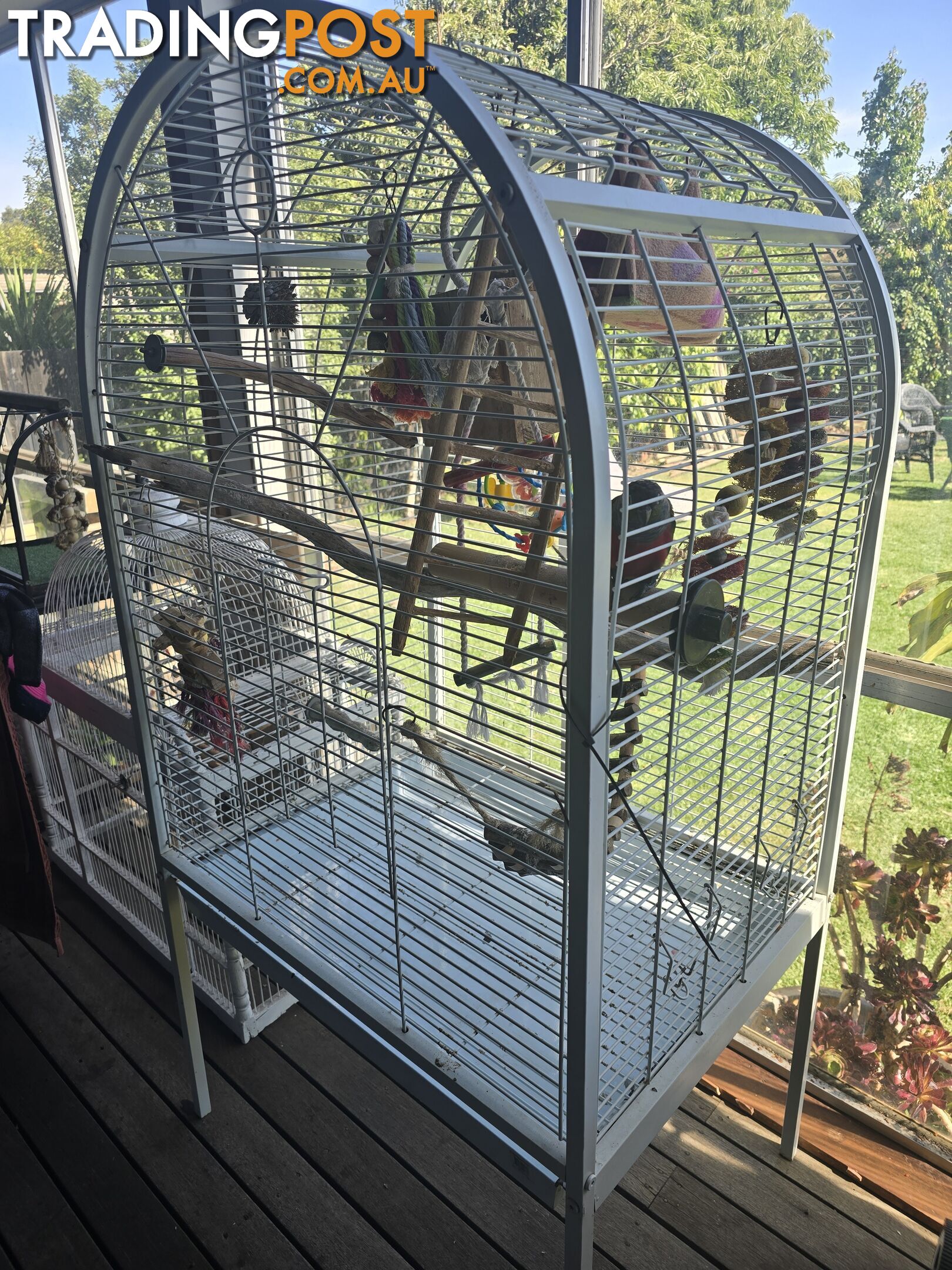 Hand reared crimson belly conure and cage