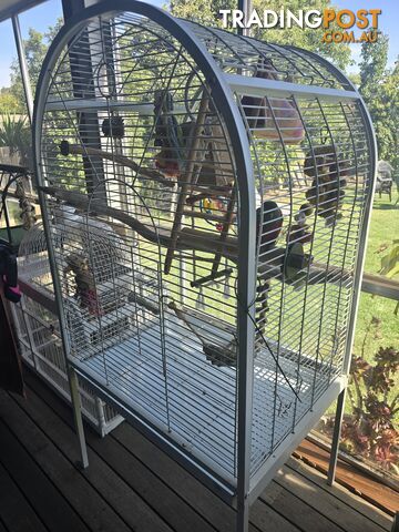 Hand reared crimson belly conure and cage