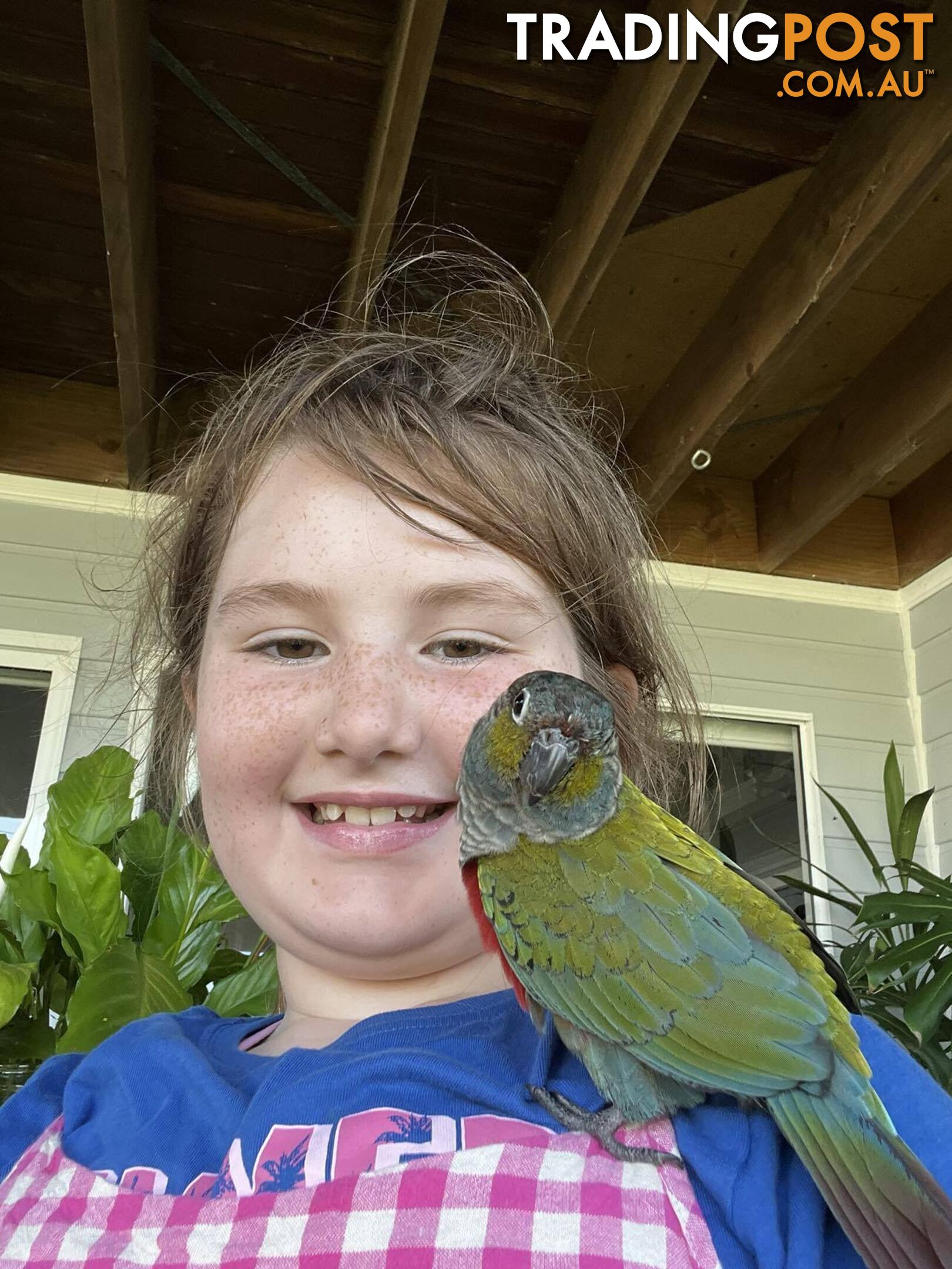 Hand reared crimson belly conure and cage