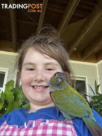 Hand reared crimson belly conure and cage