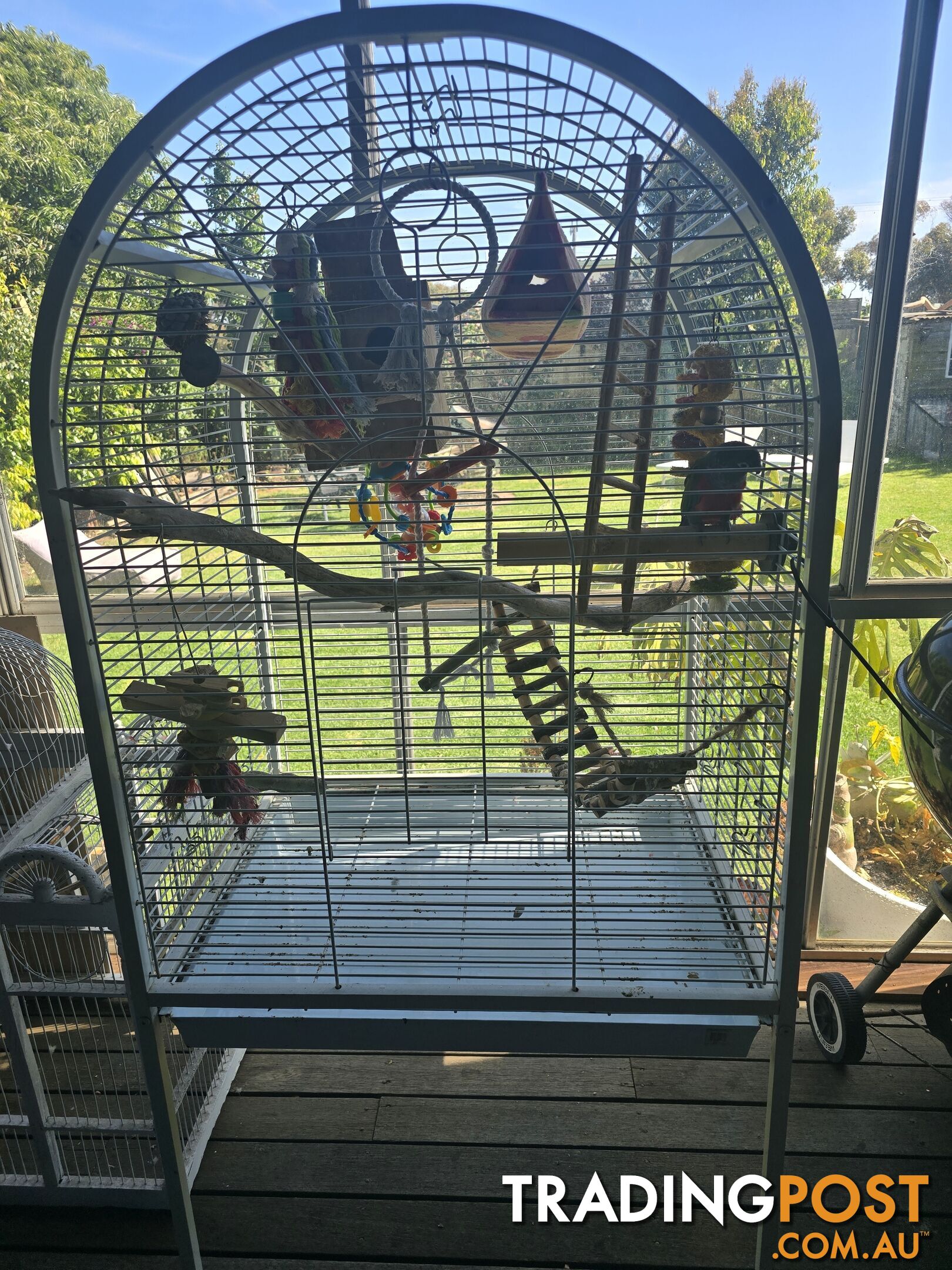 Hand reared crimson belly conure and cage