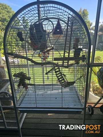 Hand reared crimson belly conure and cage