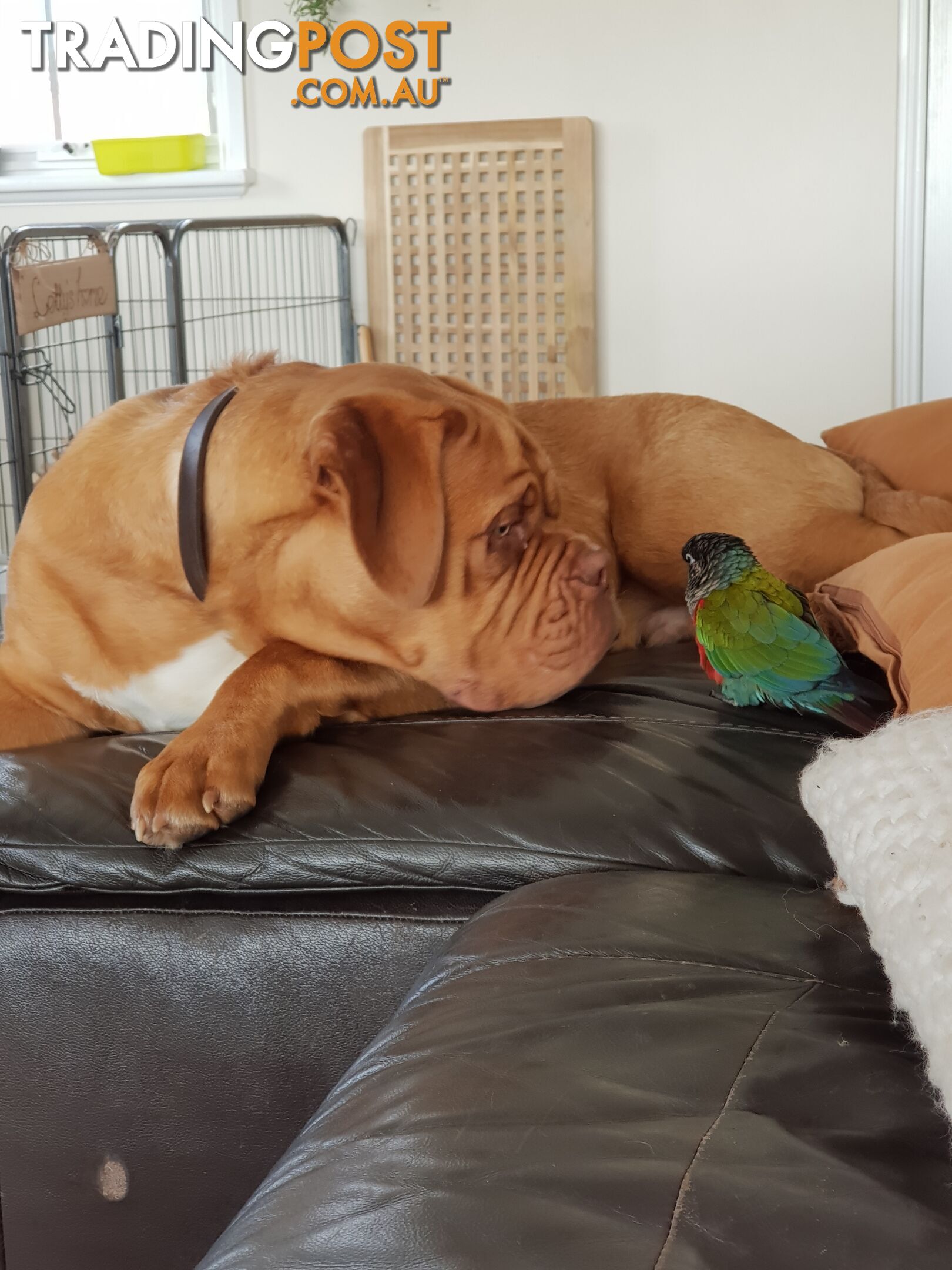 Hand reared crimson belly conure and cage