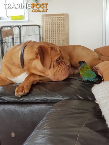 Hand reared crimson belly conure and cage