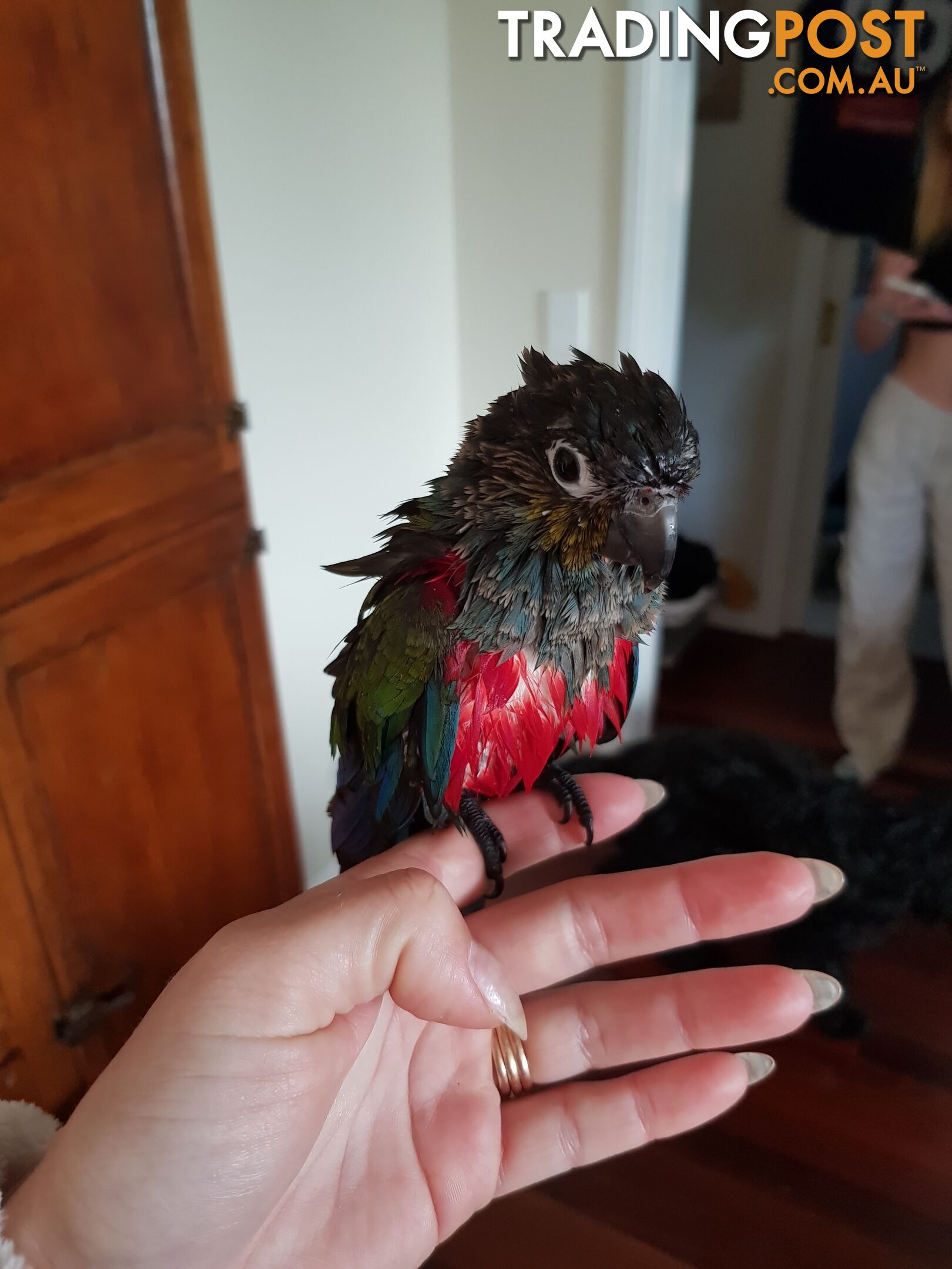 Hand reared crimson belly conure and cage