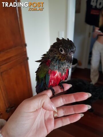 Hand reared crimson belly conure and cage