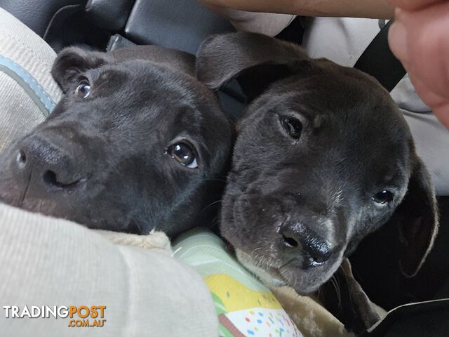 American Staff puppies 4female, 4 male