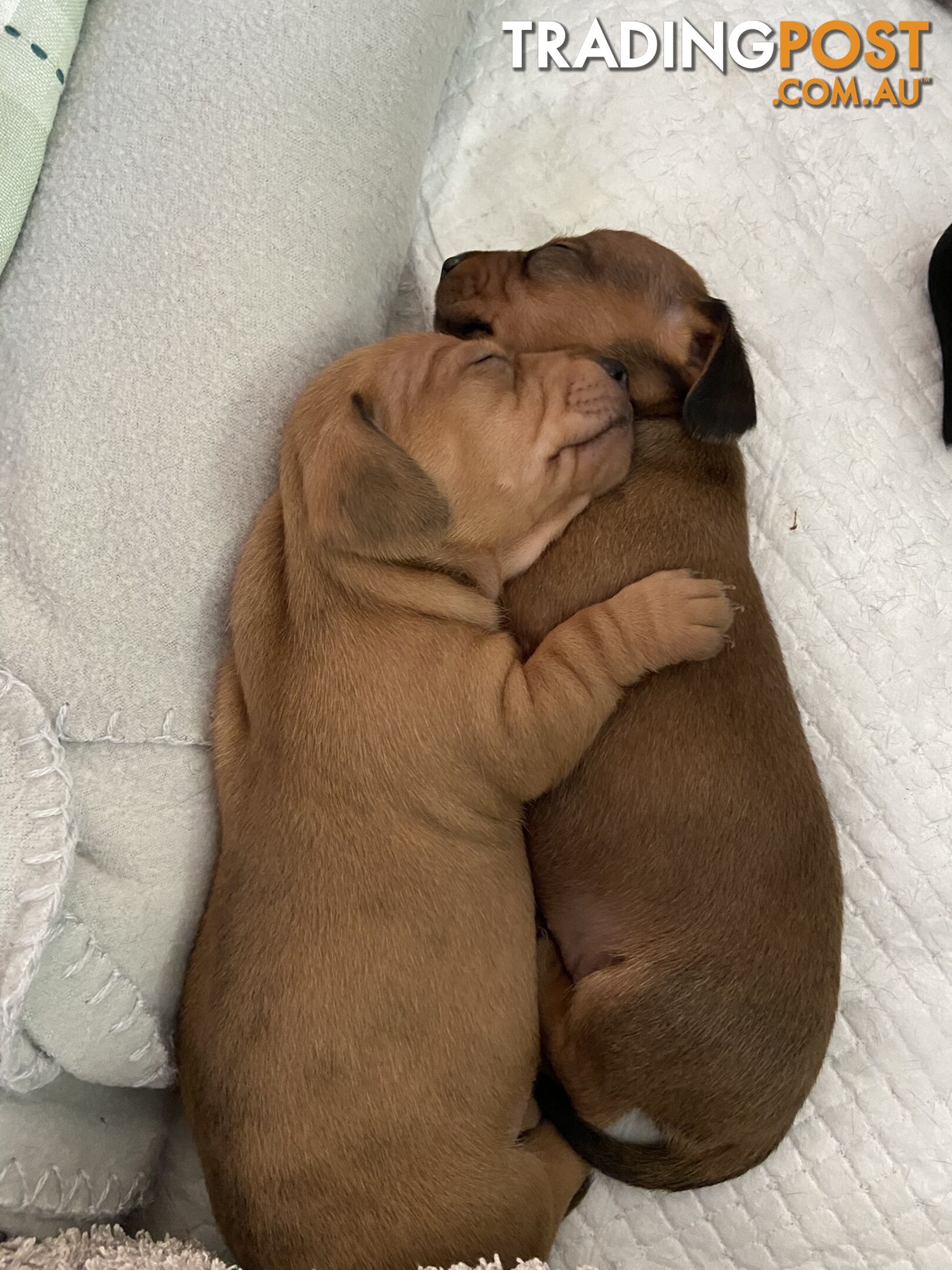 Adorable Pure Bred Dachshund Puppies