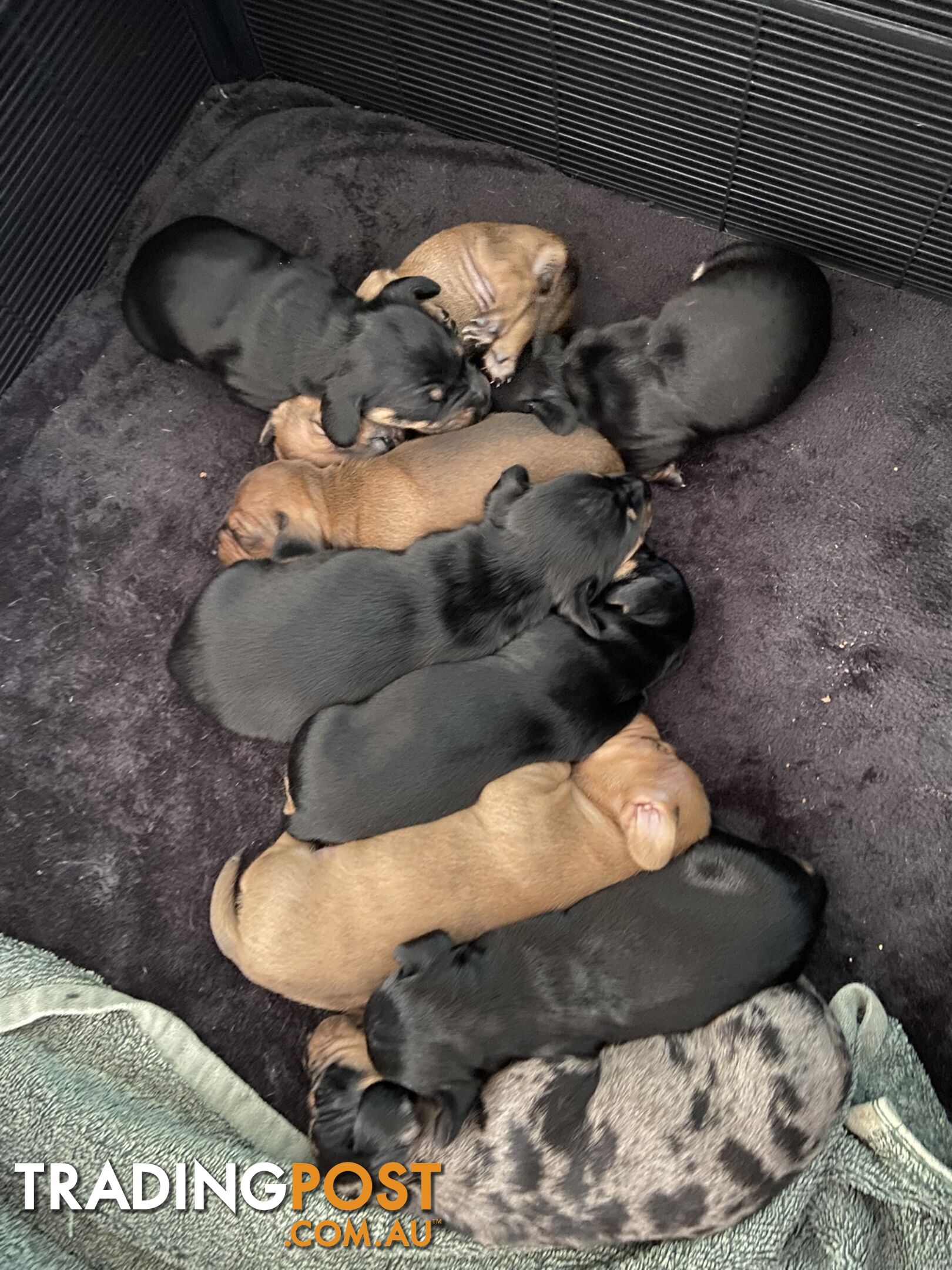 Adorable Pure Bred Dachshund Puppies