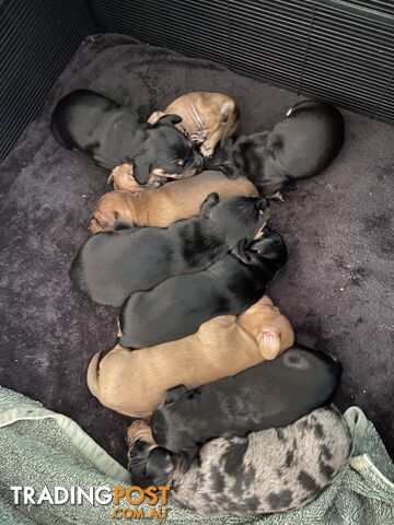 Adorable Pure Bred Dachshund Puppies