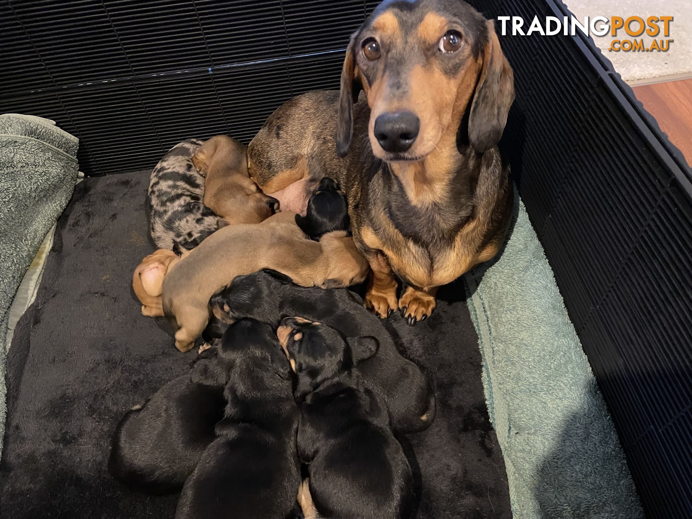 Adorable Pure Bred Dachshund Puppies