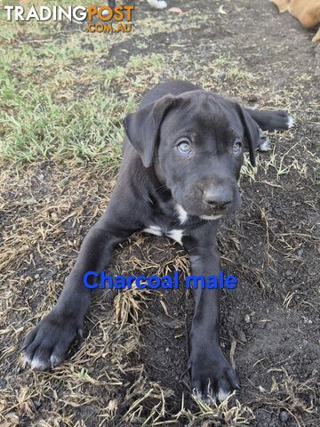 Bull Arab x Catahoula cross pups