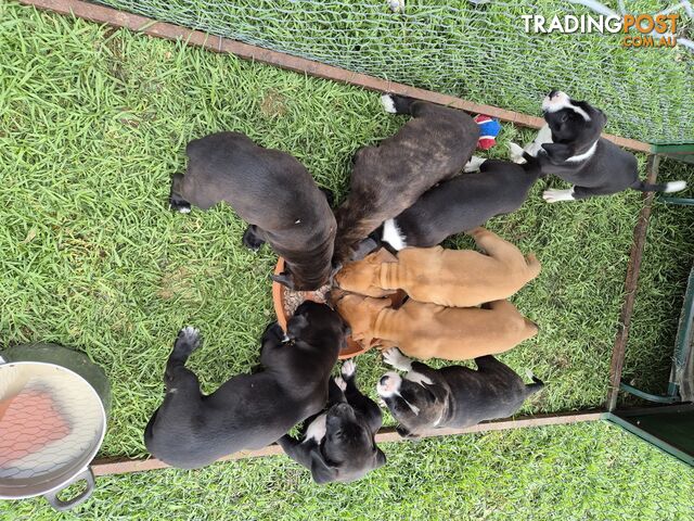 Bull Arab x Catahoula cross pups