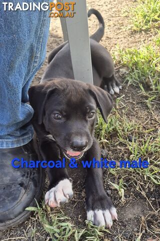 Bull Arab x Catahoula cross pups