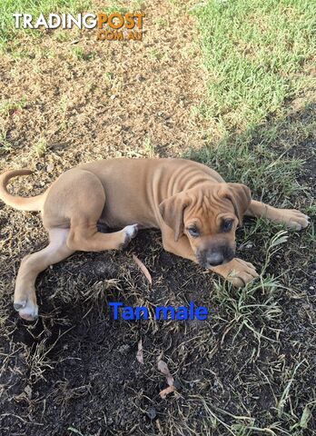 Bull Arab x Catahoula cross pups