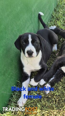 Bull Arab x Catahoula cross pups